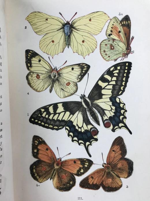 1888年 科尔曼《英国蝴蝶图鉴》 15页版画插图 漆布精装32开 商品图4