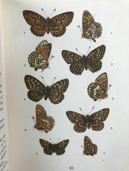 1888年 科尔曼《英国蝴蝶图鉴》 15页版画插图 漆布精装32开 商品图6