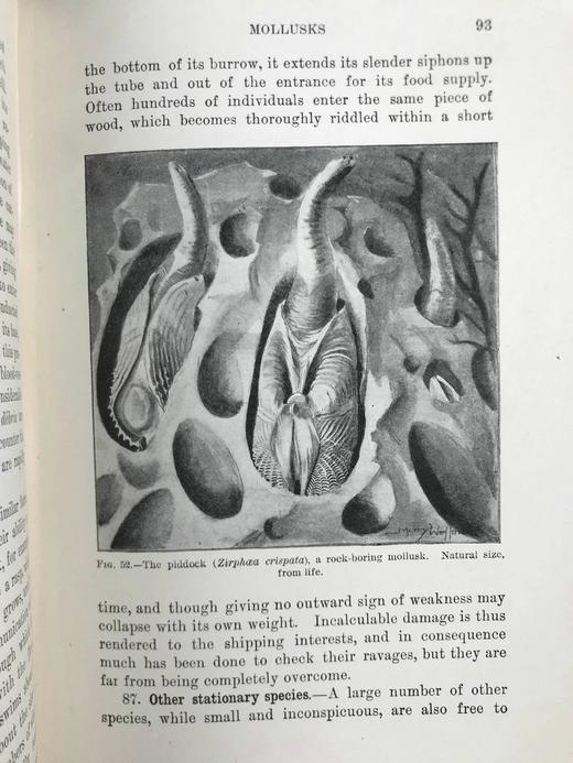 1903年 动物研究 259幅插图 漆布精装32开 商品图13
