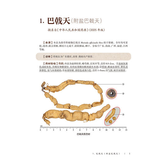 国医大师金世元中药验收经验——根及根茎类 林华 张忠德 拟收录中药120余种 对中药材和中药饮片分别进行阐述 人民卫生出版社 商品图4