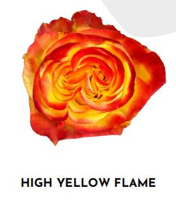 厄瓜多尔进口原色玫瑰HIGH YELLOW黄色火焰10支 商品图1