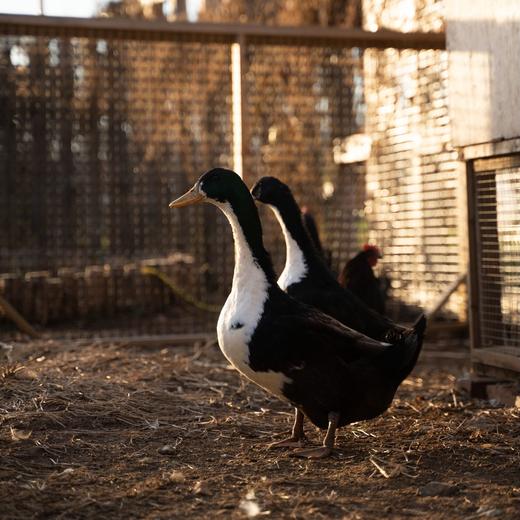 【山林散养】山林自由散养鸭子（包邮限送京津冀） 商品图0