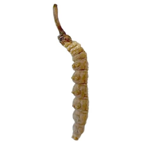 272126罗布雍措西藏冬虫夏草套组 商品图1