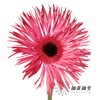 非洲菊 | 染色非洲菊安哥拉红【人工吸色有色差， 介意慎拍】 商品缩略图2