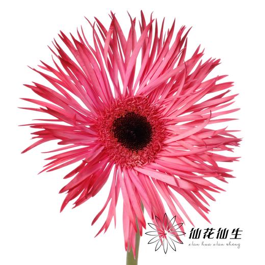 非洲菊 | 染色非洲菊安哥拉红【人工吸色有色差， 介意慎拍】 商品图2