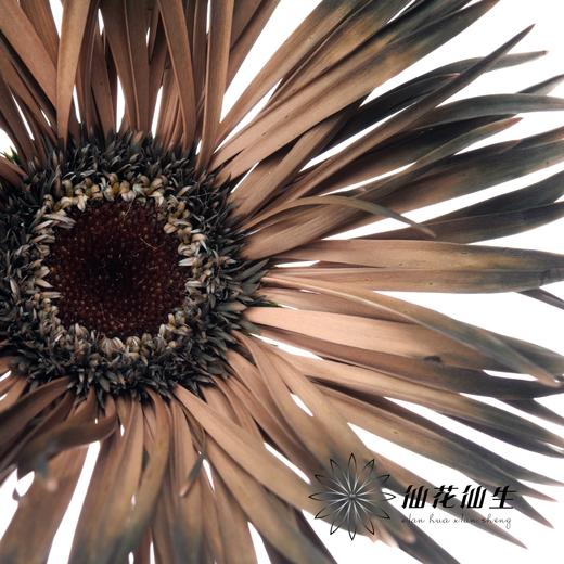 非洲菊 | 染色非洲菊余烬【人工吸色有色差， 介意慎拍】 商品图3