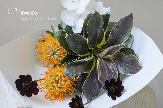 寻曦札记 The Dawn Journals 商品图2