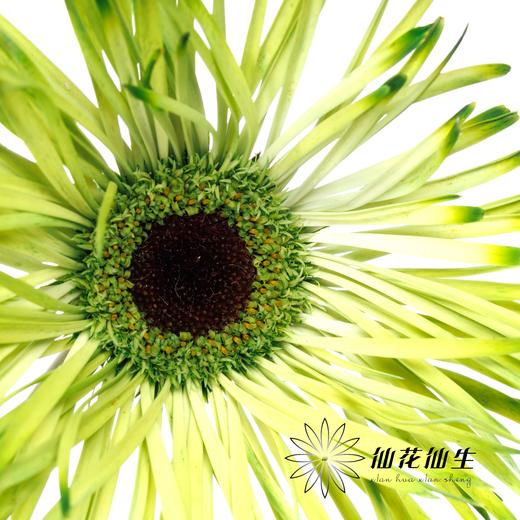 非洲菊 | 染色非洲菊青茶【人工吸色有色差， 介意慎拍】 商品图1