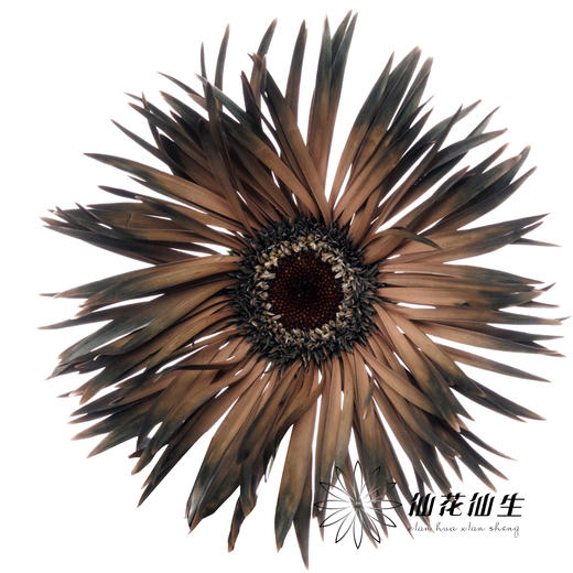 非洲菊 | 染色非洲菊余烬【人工吸色有色差， 介意慎拍】 商品图0