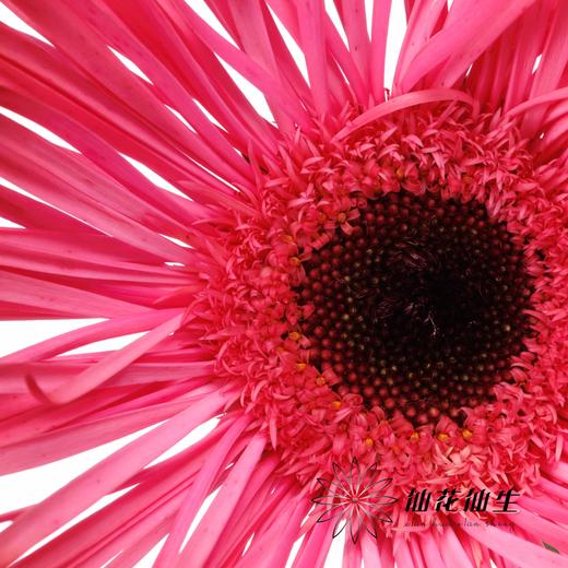 非洲菊 | 染色非洲菊安哥拉红【人工吸色有色差， 介意慎拍】 商品图1