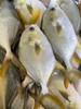 xm【海里捕捞刚到带着海水鲜劲儿~】深海金鲳鱼，新鲜到货，煎，煮，蒸，焖，肉感弹性十足，鲜甜美味，活冻锁住鲜味！！ 商品缩略图3