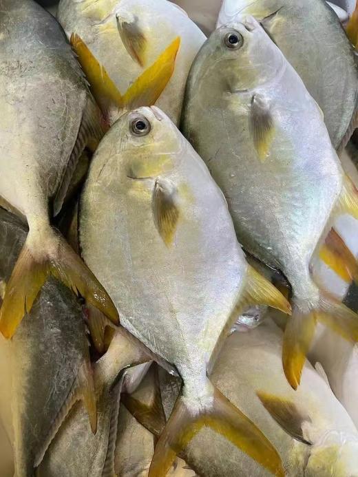 xm【海里捕捞刚到带着海水鲜劲儿~】深海金鲳鱼，新鲜到货，煎，煮，蒸，焖，肉感弹性十足，鲜甜美味，活冻锁住鲜味！！ 商品图3