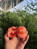 小辉农场西红柿🍅 商品缩略图0