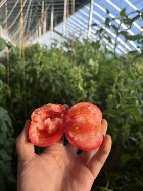 小辉农场西红柿🍅