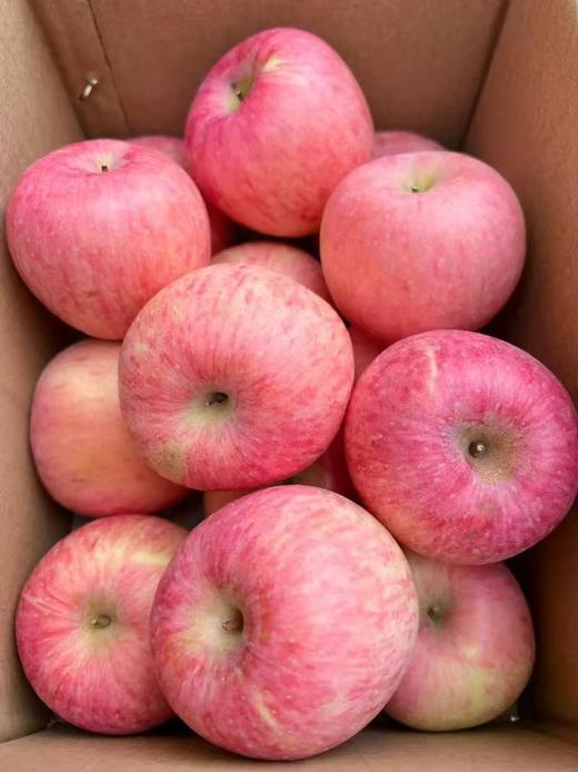 烟台富士苹果 商品图0