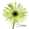 非洲菊 | 染色非洲菊青茶【人工吸色有色差， 介意慎拍】 商品缩略图0