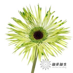 非洲菊 | 染色非洲菊青茶【人工吸色有色差， 介意慎拍】