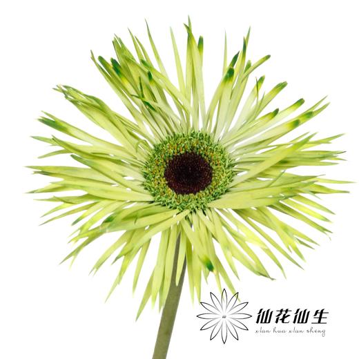 非洲菊 | 染色非洲菊青茶【人工吸色有色差， 介意慎拍】 商品图0