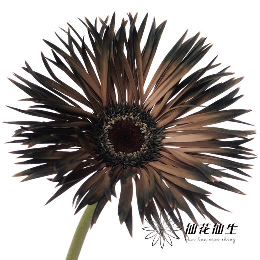 非洲菊 | 染色非洲菊余烬【人工吸色有色差， 介意慎拍】 商品图2