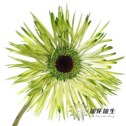 非洲菊 | 染色非洲菊青茶【人工吸色有色差， 介意慎拍】 商品图2