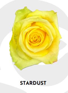 厄瓜多尔进口原色玫瑰STARDUST星尘10支 商品图1
