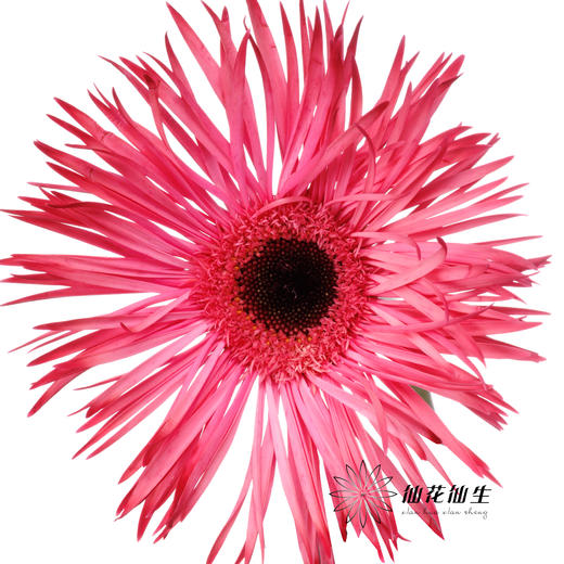 非洲菊 | 染色非洲菊安哥拉红【人工吸色有色差， 介意慎拍】 商品图0