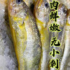 【纯野生 3袋装】舟选 舟山小黄鱼 低脂高蛋白 源头直供 纯野生 码头直达 肉多刺少 肉质细腻 500g*3袋 商品缩略图6