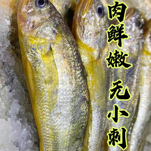 【纯野生 3袋装】舟选 舟山小黄鱼 低脂高蛋白 源头直供 纯野生 码头直达 肉多刺少 肉质细腻 500g*3袋 商品图6