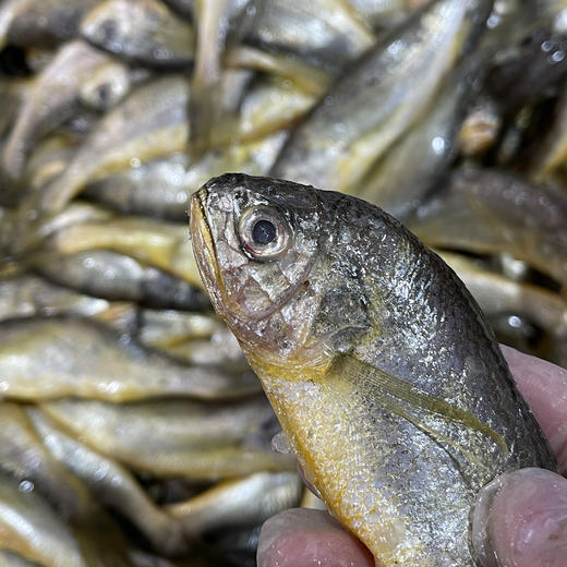 【纯野生 3袋装】舟选 舟山小黄鱼 低脂高蛋白 源头直供 纯野生 码头直达 肉多刺少 肉质细腻 500g*3袋 商品图5
