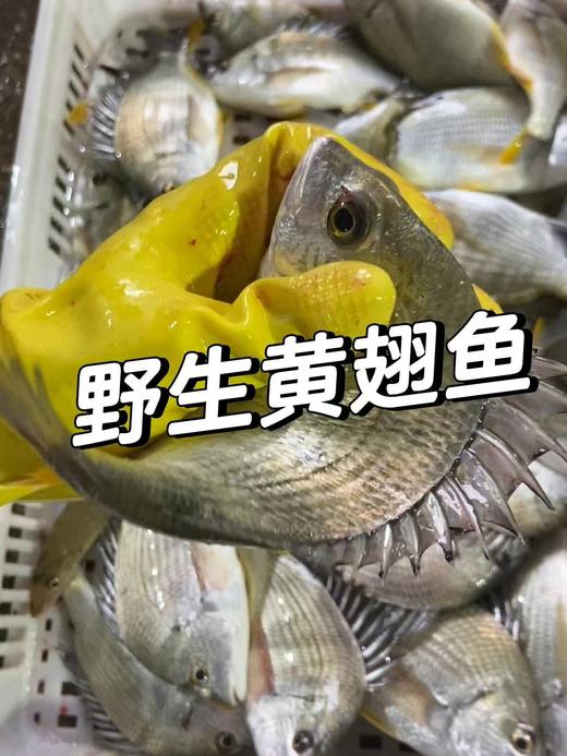 L‘’哇！这么鲜！‼️手钓黄翅鱼今日有货，营养价值高活冻 商品图2