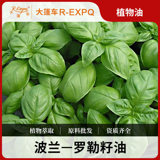 罗勒籽油 波兰原料批发 SPA按摩基础油按摩油 美容院开背基础油 商品图0