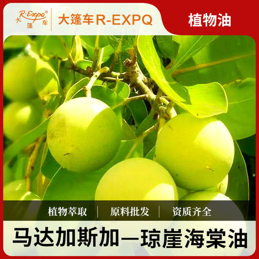 琼崖海棠油（油液浓稠）冷压粗榨 适合手工皂 原料 特价190元/kg 商品图0