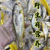 【纯野生 3袋装】舟选 舟山小黄鱼 低脂高蛋白 源头直供 纯野生 码头直达 肉多刺少 肉质细腻 500g*3袋 商品缩略图4
