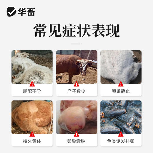 华畜注射用促黄体素释放激素A3多胎素促排仔多猪牛羊犬猫兔排卵素 商品图1
