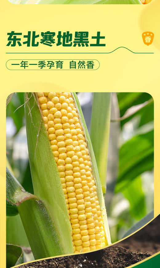 【金皇会员49金币专享】十月稻田 黄甜糯玉米 8根 3.52斤 真空包装 东北粘玉米棒 低脂早餐 商品图3