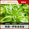 罗勒浸泡油 希腊进口原料批发身体按摩SPA基础植物精华油 商品缩略图0