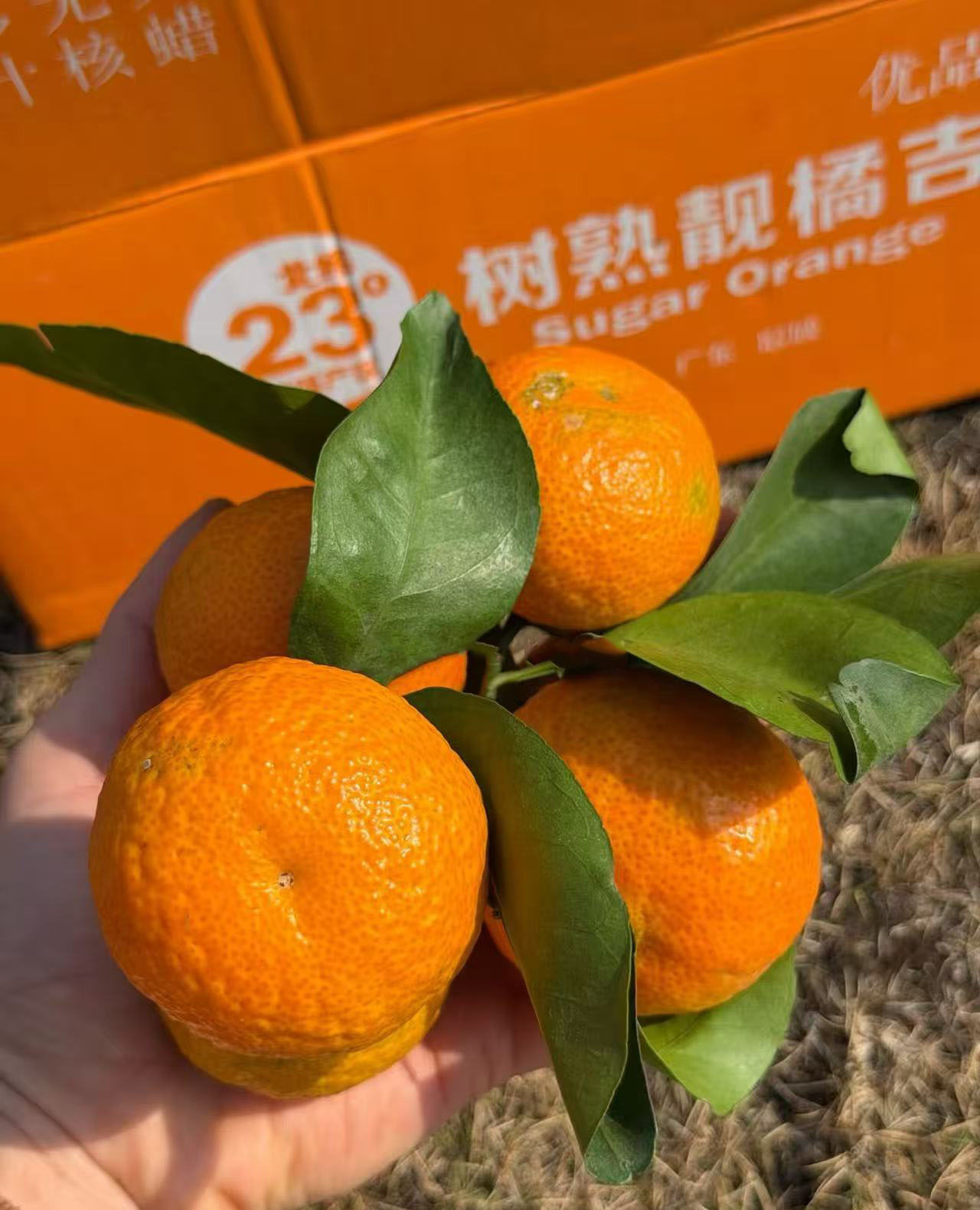 周四取货：【树熟靓橘吉】一箱毛重5斤左右，果肉爽脆，汁多！