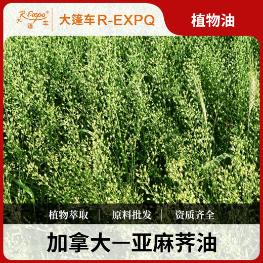 亚麻荠油加拿大进口原料批发身体基底植物基础精华油Camelina Oil 商品图0