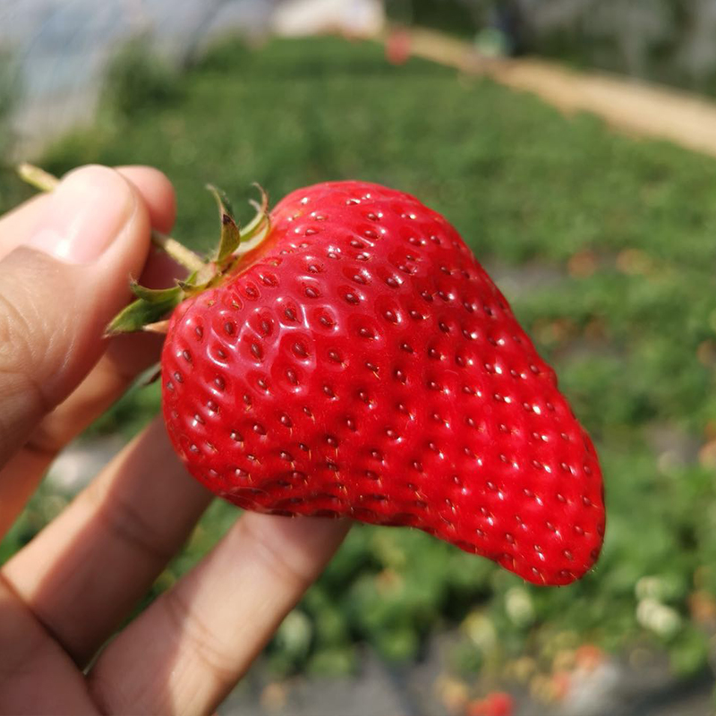 【限时福利59.99元/箱】【鸿翠园有机草莓】