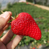 【限时福利59.99元/箱】【鸿翠园有机草莓】 商品缩略图0