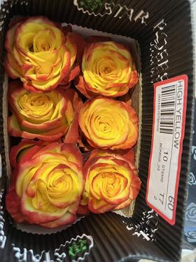 厄瓜多尔进口原色玫瑰HIGH YELLOW黄色火焰10支