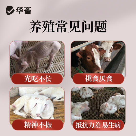 华畜山楂酵母粉1kg 开胃健脾改善肠道 商品图1