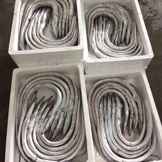 【预售2月25日发货】舟山带鱼 整条雷达网小眼海鱼新鲜鲜活冷冻 非刀鱼带鱼段  1500g/箱 商品图3