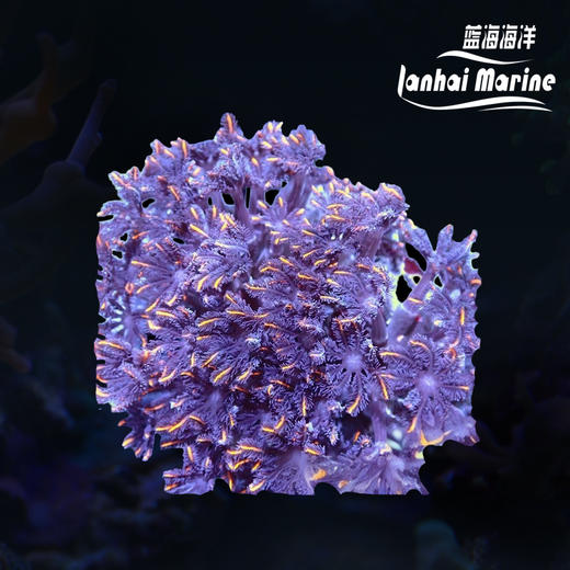 大手星花-人工 橙 商品图0