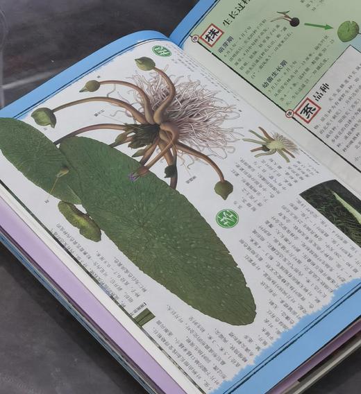 【特惠】《苏州水八仙：中国水生植物》，16开，全9册一盒装，汉声编辑部出品，上海锦绣文章出版社2012年一版一印，420面，定价198，售价75元。 商品图11