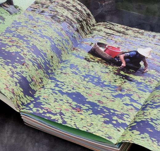 【特惠】《苏州水八仙：中国水生植物》，16开，全9册一盒装，汉声编辑部出品，上海锦绣文章出版社2012年一版一印，420面，定价198，售价75元。 商品图5