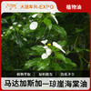 琼崖海棠油 Calophyllum 马达加斯加进口原料批发按摩植物基础油 商品缩略图0