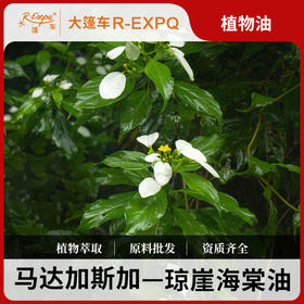 琼崖海棠油 Calophyllum 马达加斯加进口原料批发按摩植物基础油