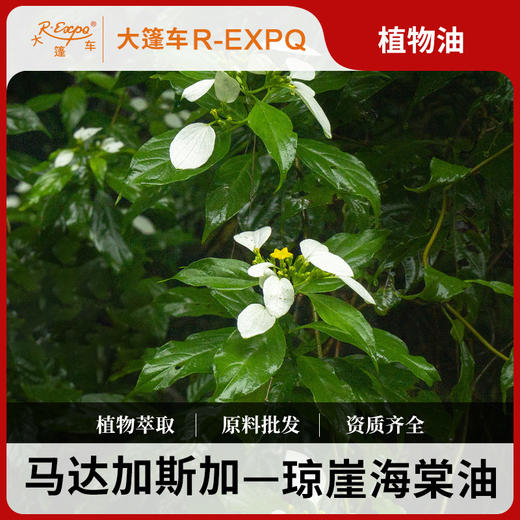 琼崖海棠油 Calophyllum 马达加斯加进口原料批发按摩植物基础油 商品图0