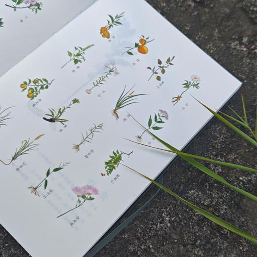 【问安原创】手绘药用植物软皮笔记本 商品图1